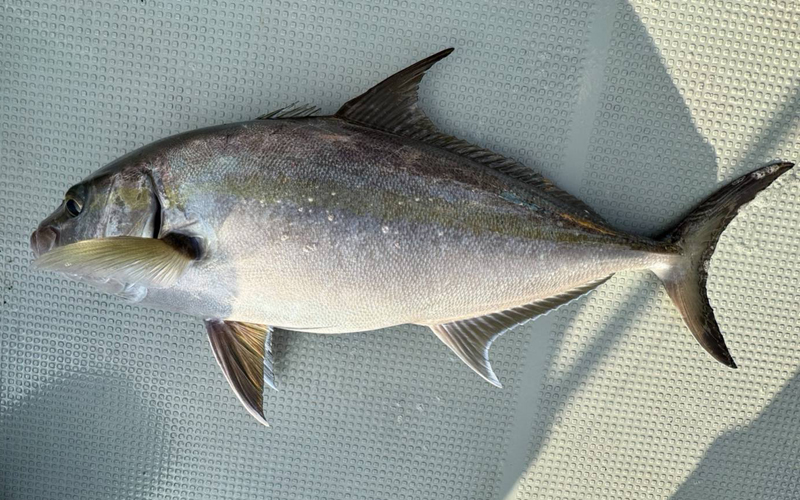 大型魚を狙う釣り船ツアー